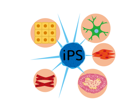 iPS細胞によるがん治療