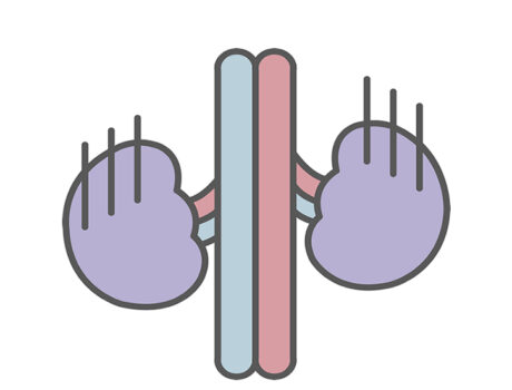 推定糸球体濾過量（eGFR）